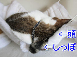 IMG05113.jpg