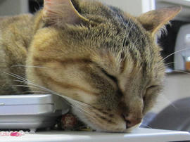 IMG05177.jpg