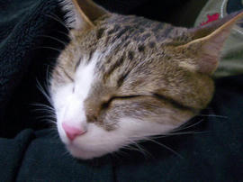 IMGP11315.jpg