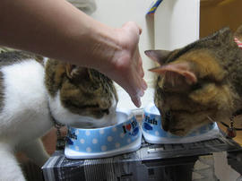 IMG05265.jpg