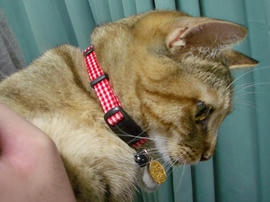 IMGP11435.jpg