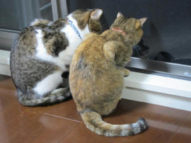 IMG05339.jpg