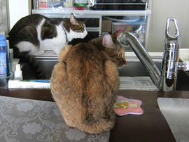 IMG05396.jpg