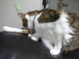 IMG05490.jpg