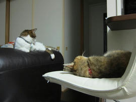 IMG05571.jpg