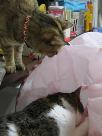 IMG05784.jpg