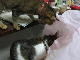 IMG05787.jpg
