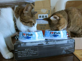 IMG05994.jpg