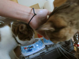 IMG05996.jpg