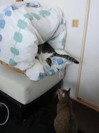 IMG06001.jpg
