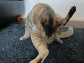 IMG06004.jpg