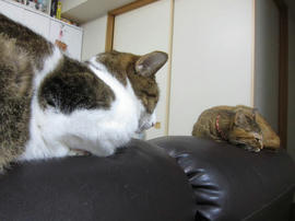 IMG06027.jpg