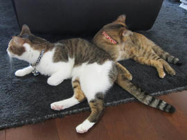 IMG06041.jpg