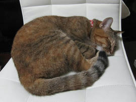 IMG06044.jpg