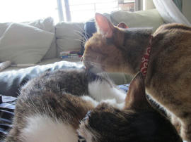 IMG06060.jpg