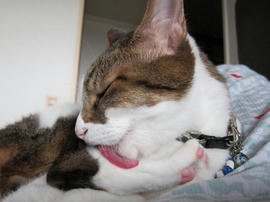 IMG06070.jpg