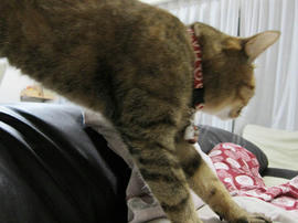 IMG06083.jpg