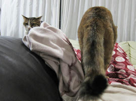 IMG06085.jpg