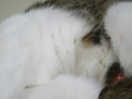 IMG06112.jpg