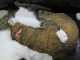 IMG06115.jpg