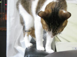 IMG06171.jpg
