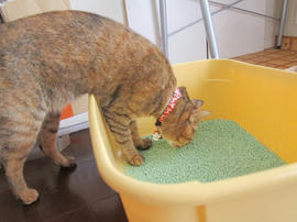 IMG06177.jpg