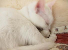 IMG06200.jpg