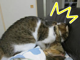 IMG06235.jpg