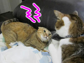 IMG06236.jpg