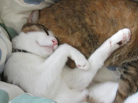 IMG06252.jpg