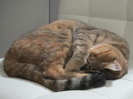 IMG06258.jpg
