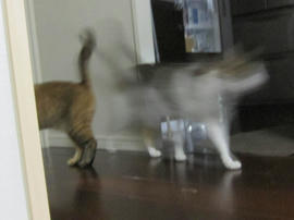 IMG06308.jpg