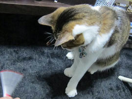 IMG06366.jpg