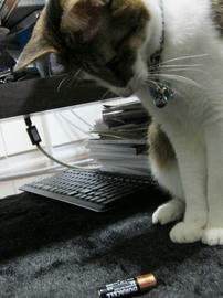 IMG06367.jpg