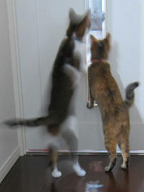 IMG06407.jpg