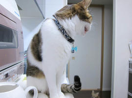IMG06410.jpg