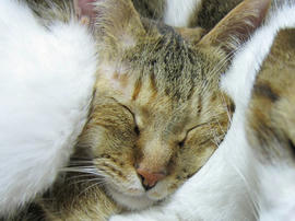 IMG06427.jpg