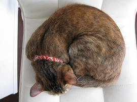 IMG06432.jpg