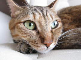 IMG06433.jpg