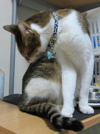 IMG06495.jpg