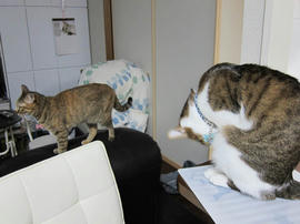 IMG06497.jpg