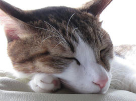 IMG06499.jpg