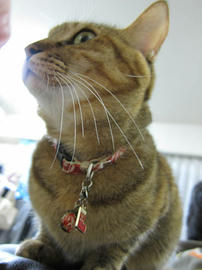 IMG06539.jpg