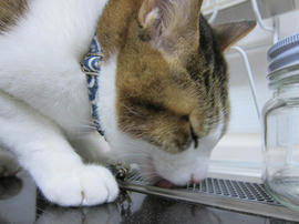 IMG06558.jpg