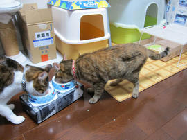 IMG06586.jpg