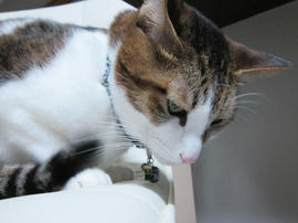 IMG06599.jpg
