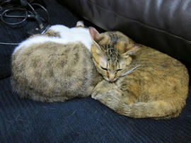 IMG06616.jpg