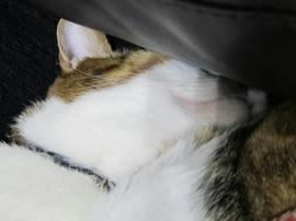 IMG06617.jpg