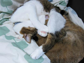 IMG06651.jpg