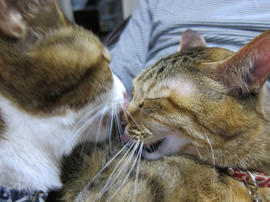 IMG06707.jpg